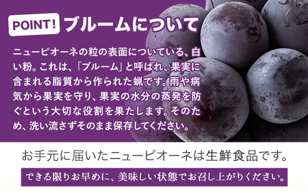 秀品 ニューピオーネ 約600g  ピオーネ