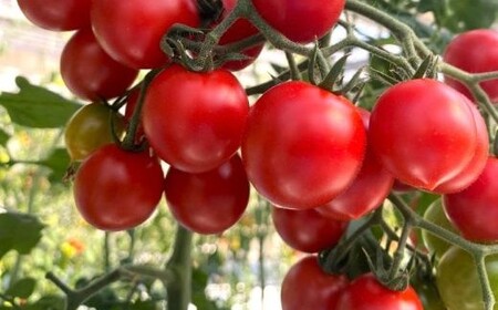 四万十市産 じっくり育った濃厚 ビリトマト 1.5kg 南国 新鮮 野菜 やさい 国産 トマト とまと ミニトマト コク 甘い 冷蔵 産地直送 お取り寄せ 旬 農家直送 高知県 高知 四万十市 四万十 しまんと 【12月中旬～5月下旬に発送】26-86