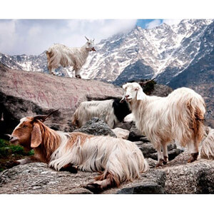 ひざ掛け 毛布 70×100 ベージュ 繊維の宝石 カシミヤ 100% 毛羽部分 ブランケット ハーフケット カシミヤ毛布 膝掛け ふわふわ 肌掛け 寝具 高級 日本製 CS-12H 大阪 大阪府 岸和田市