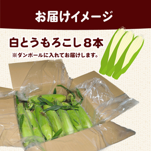 【 2026年 先行予約 】 白とうもろこし 8本 【 とうもろこし 】 