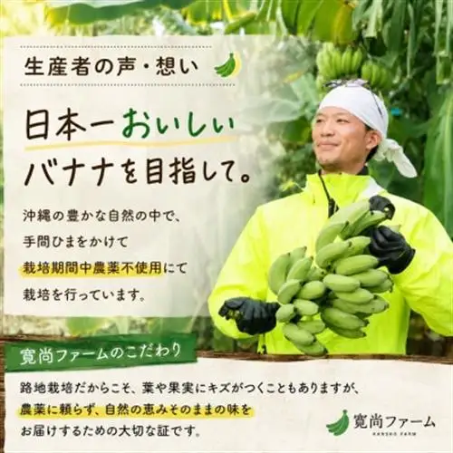 【栽培期間中農薬不使用】吊るして追熟!飾れる沖縄アップルバナナ2kg【1640917】