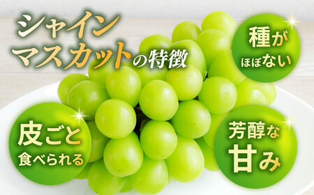 【先行予約】シャインマスカット 1房（約600g）【城 果樹園】[ZFD002]