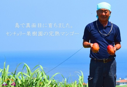 ≪先行予約≫【家庭用】徳之島センチュリー果樹園さんの完熟マンゴー1kg（2～3玉）( マンゴー フルーツ わけあり 訳あり 訳有 果物 完熟 無加温 徳之島 世界自然遺産 美味しい とろける 旬 贅沢 糖度 南の島 )