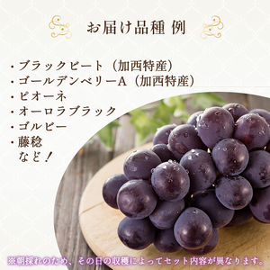 8月発送｜採れたて旬のぶどう 食べ比べ 約2kg（3～4房）セット 詰め合わせ 産地直送 フルーツ 兵庫県 加西市