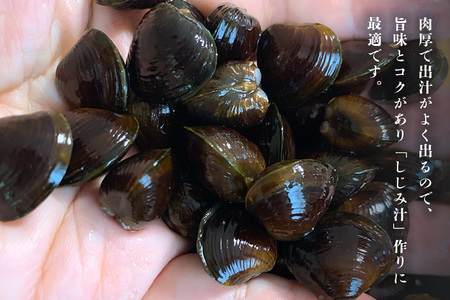 涸沼産 冷凍しじみ 大粒 1kg（100g×10p）【石岡市・水戸市共通返礼品】 しじみ シジミ 蜆 国産 小分け 砂抜き不要 冷凍 冷凍保存 海鮮 貝 魚貝類 魚介類 魚貝 魚介 味噌汁 みそ汁 酒蒸し おつまみ しじみ汁 C10-002