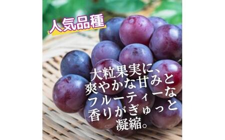 ピオーネ たねなし 3kg 厳選 / ぶどう 種無し 甘い 高級 和歌山 種無しピオーネ ※2026年8月中旬～9月中旬に順次発送 ※北海道・沖縄・離島への配送不可 【tec511-p-3B】