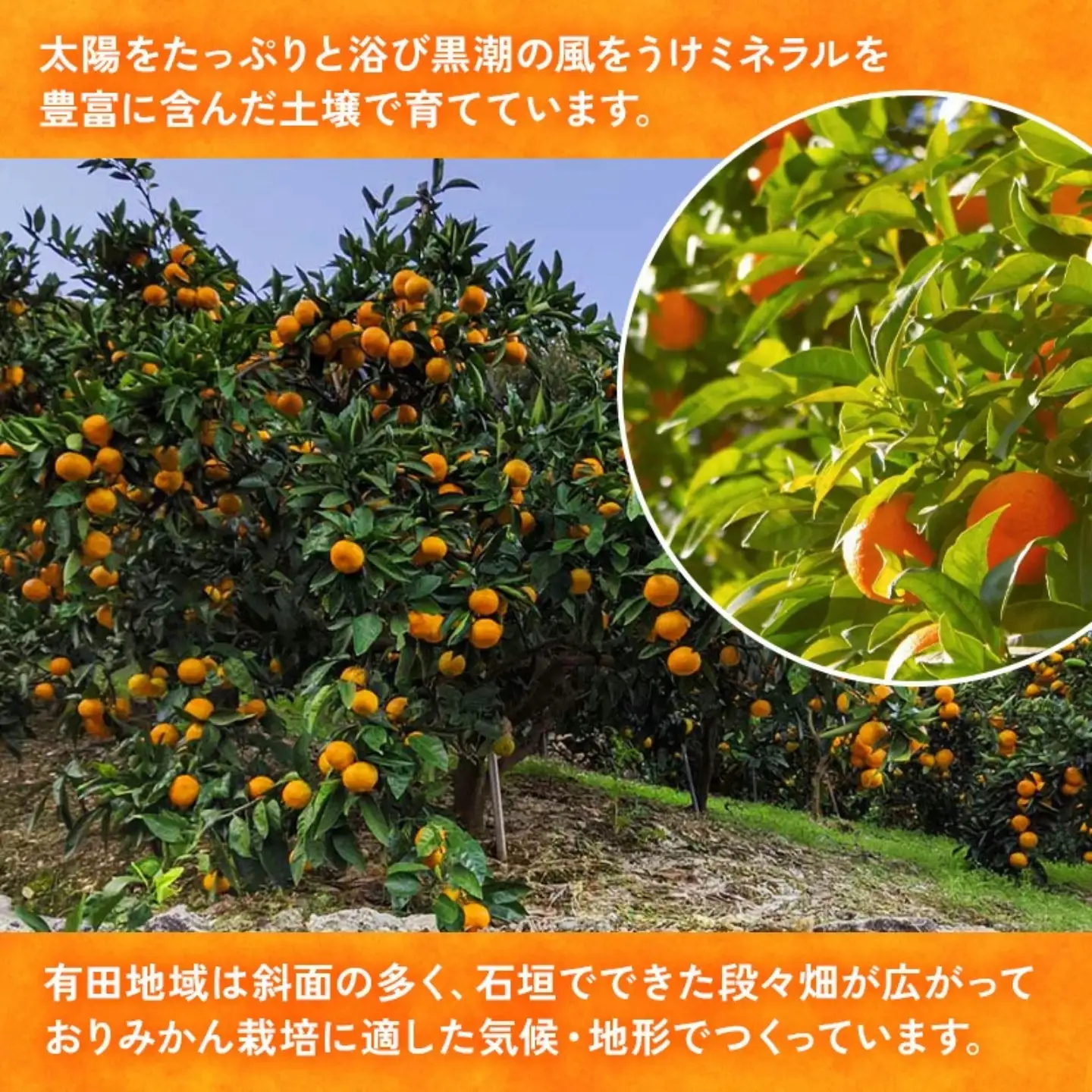 【先行予約】【ご家庭用】和歌山有田みかん 約5kg(SS・Sサイズ) ｜ みかん