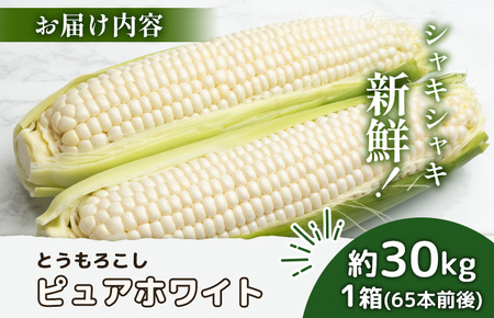 【2026年度発送分】上原農場直送 とうもろこし (ピュアホワイト)  約30kg 約65本前後【6601801】