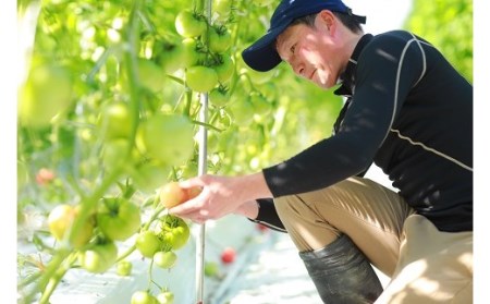 AP1　田中農園の凝縮トマトピューレ&炊きこみご飯セット【 とまと トマト トマトソース 炊き込みご飯の素 ごはんの素 缶詰 非常食 保存食 】
