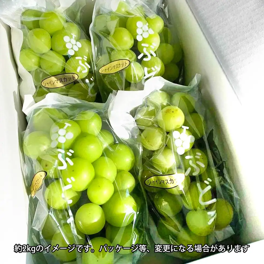［先行予約］シャインマスカット 約3kg［朝採り］［フルーツ・果物］［そのまま食べられる］［2026年8月下旬頃から順次発送］