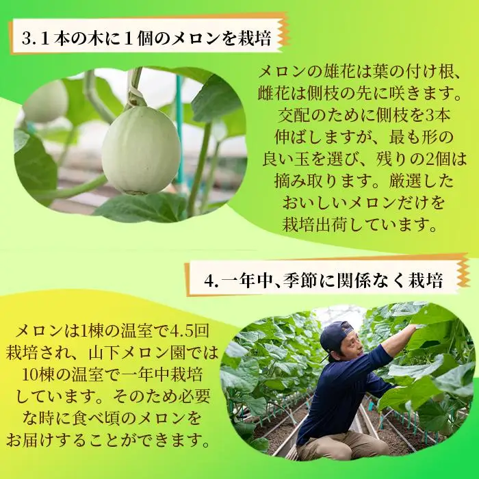 静岡温室メロン  M玉約1.4kg×2玉 最高級のマスクメロン 山下メロン園 高級果実店に仕入るほどの自信のあるメロン ギフト メロン めろん 箱詰め フルーツ 果物  産地直送 甘いメロン 糖度  青肉 高級 百貨店