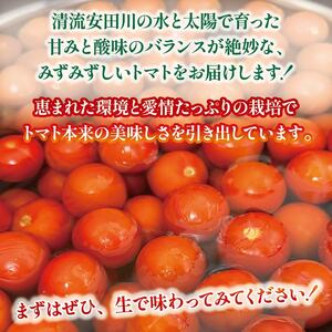先行受付 安田町産 新鮮トマト 2kg 定期便 2回 TR-23