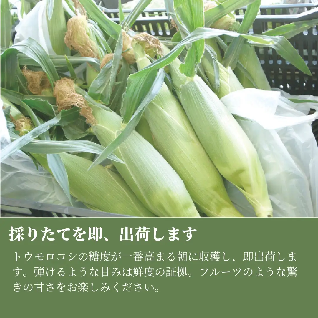 【令和8年産先行予約】とうもろこし 朝採れ ゴールドラッシュ 10kg 約24本 7月下旬発送開始 |津南町 とうもろこし