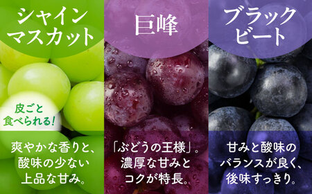 先行予約 訳あり種なしぶどう2種食べ比べ計約600g(シャインマスカット&巨峰orブラックビート)ぶどうシャインマスカットZFO004