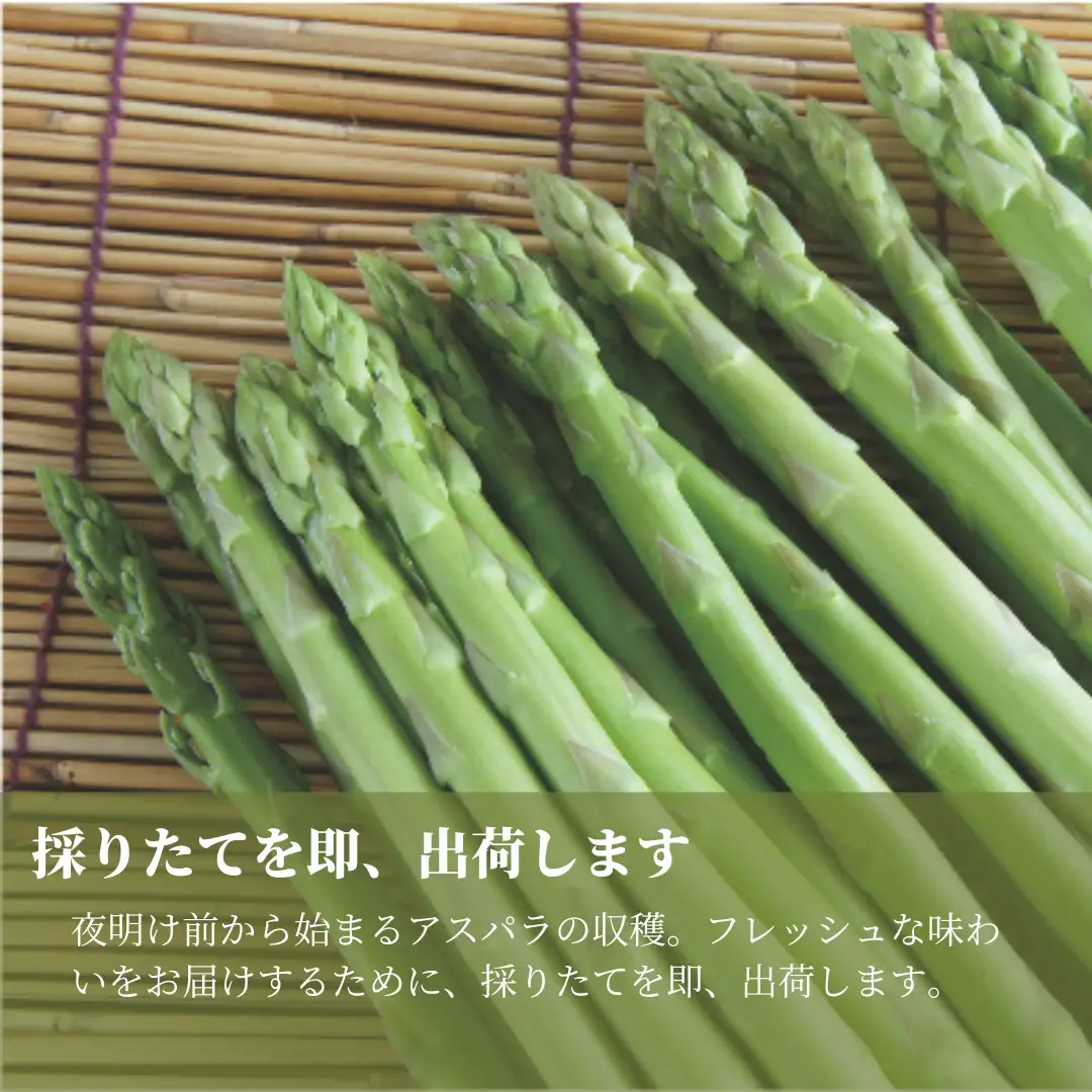 【令和8年産先行予約】津南産アスパラガス M・L おまかせ1.3kg |津南町 アスパラガス