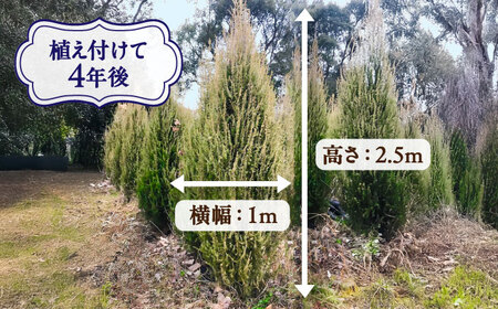 ジュニパーベリー特大苗(西洋ネズ)オス木・メス木セット Juniperus communis 樹高130cm前後 口径21cmスリット鉢植え BHCQ002