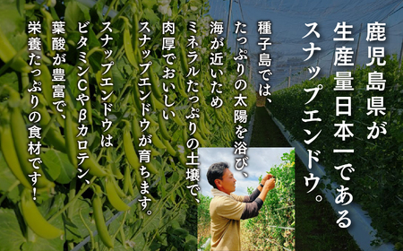 【先行予約】【定期便】 種子島 旬鮮セット 全3回 安納いも スナップエンドウ タンカン 人気 種子島産 返礼品 南種子町 鹿児島 かごしま 【のっちーよ種子島】
