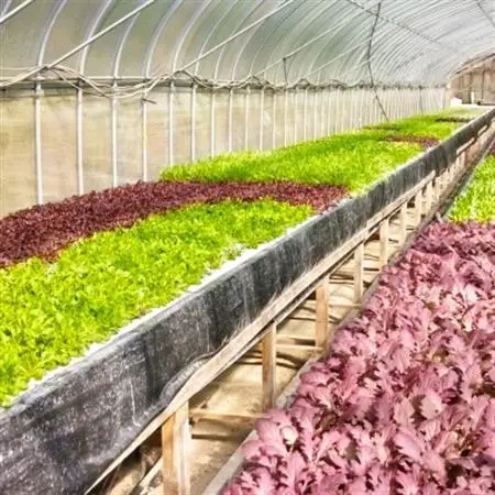 【栽培期間中農薬不使用】四国のど真ん中で栽培された生鮮ベビーリーフ　約40g×10袋セット【配送不可地域：離島】【1508370】
