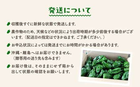 【訳あり】【先行予約】ピーマン 1kg JGAP取得 福島県産 田村市