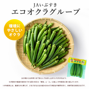【2026年5月上旬～発送】栽培期間中、農薬の使用を抑えた指宿産オクラ160本(8本入×20袋)(エコオクラグループ/IB166-001) オクラ おくら 減農薬 野菜 夏野菜 旬 特産 夏 新鮮 鹿児島県