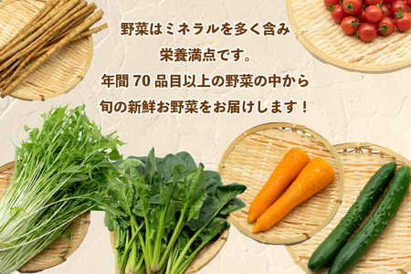 AJ435 【3回定期便】【1～3月限定出荷】こむたの旬の野菜 (13～15品目) おまかせLセット [長崎県 島原市]