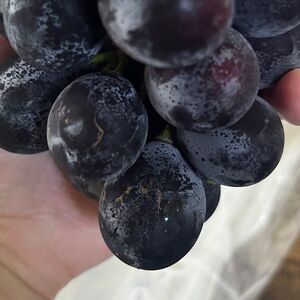 訳ありぶどう ナガノパープル 約1kg 【 ぶどう 】