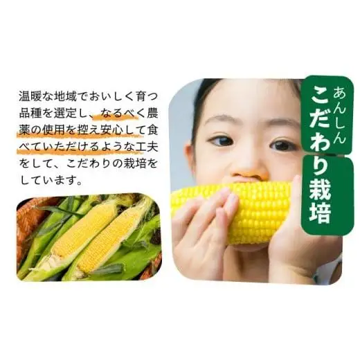 【先行予約2027年1月-5月配送】1番遅くて1番早い⁉ 朝採れプレミアムスイートコーンを皮付きのまま８本お届け！！