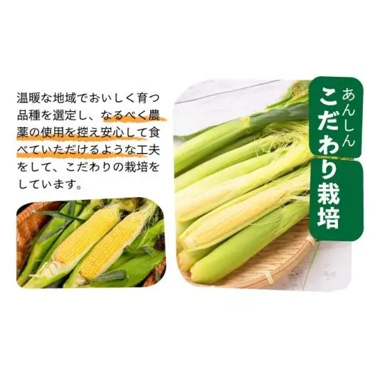 【先行予約2027年1月-5月配送】1番遅くて1番早い⁉ 朝採れプレミアムヤングコーンを皮付きのまま30本お届け！！