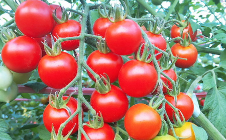 【2026年発送】ミニトマト ほれまる 1kg［松鶴ファーム］野菜ソムリエサミット金賞 トマト ミニトマト プチトマト 野菜 やさい 新鮮 とれたて 甘い 北海道 南富良野