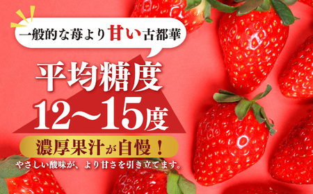 平群 の 古都華 2L ～ 3L サイズ 2ケース （ 4パック ） | フルーツ いちご 古都華 先行予約 奈良県 平群町