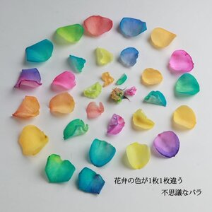 048-021 レインボーローズ100本の花束