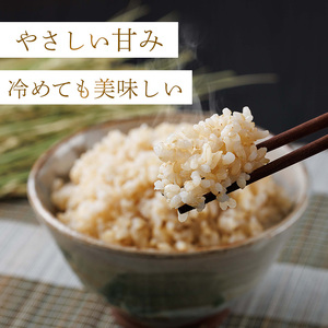 夢つくし玄米PREMIUM パックごはん (160g×24食) お米 米 玄米 国産 福岡県産 ブランド米 パックごはん160g 簡単 時短 ごはん レンチン 常温 ＜北海道・沖縄・離島配送不可＞【ksg1783】