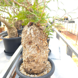 オペルクリカリア・パキプス「塊根植物の王様」(発根管理済) Z1｜観葉植物 コーデックス [0587]