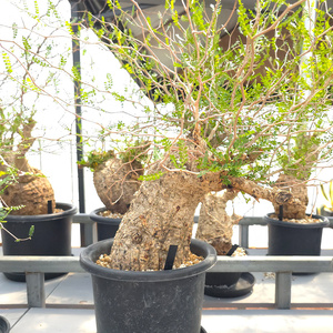 オペルクリカリア・パキプス「塊根植物の王様」(発根管理済) Z5｜観葉植物 コーデックス [0591]