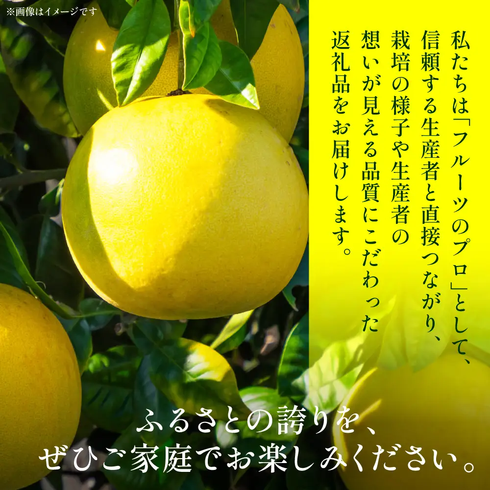 【先行予約】 晩白柚（秀L×2玉）約3kg ばんぺいゆ 果物 果実 くだもの フルーツ 柑橘 柑橘類 熊本県 八代市 【2026年12月中旬より順次発送】