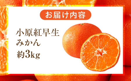 【先行受付】小原紅早生みかん約3.0kg【香川県共通返礼品】 | 小原紅早生 甘い みかん ミカン 柑橘 柑橘系 果物 フルーツ 青果 デザート グルメ おすすめ 贈答 贈り物 贈答用 ギフト プレゼント 特産品 特産 取り寄せ 香川県 三木町 |_mk006-054