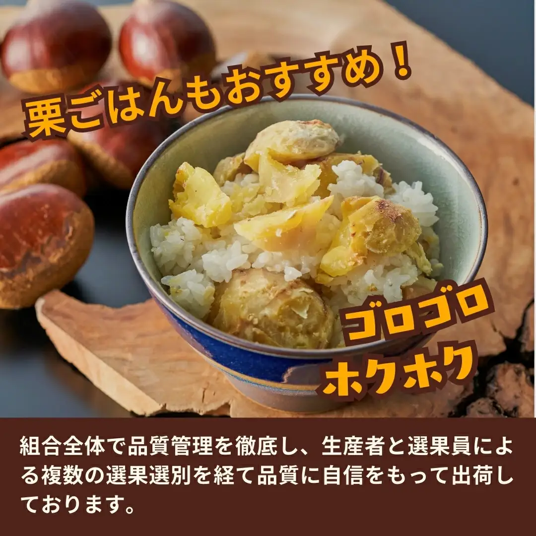 【先行予約】くり 越後村松の栗（2Lサイズ 2kg）| 新潟県 五泉市 くり 栗