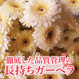 旬の水戸市常澄のガーベラ カラフルミックス20本（DR-130）