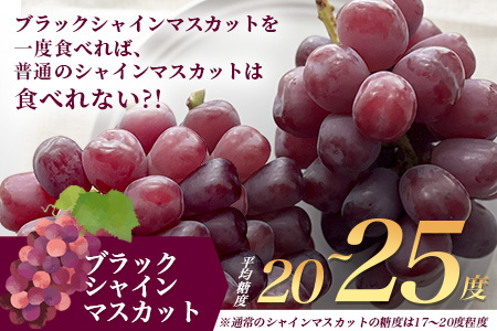 ブラックシャインマスカット 富士の輝き 1房 約700g 【先行予約】【2026年8月下旬～9月下旬発送予定】希少 高糖度 ブラック シャインマスカット マスカット フルーツ 果物 ぶどう 新鮮 生産者直送 葡萄 佐賀県 鹿島市 送料無料 C-156