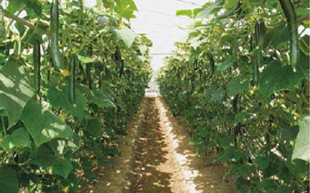 福島県須賀川市産 岩瀬キュウリ5kg 産地直送のパリパリ新鮮きゅうり F7X-0133