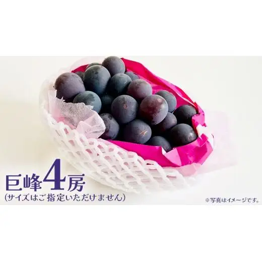 巨峰 ４房 【2026年7月上旬発送開始】(茨城県共通返礼品：大子町)