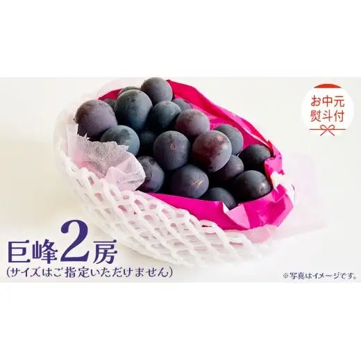 【 お中元 桐箱入り】 巨峰 ２房 【2026年8月上旬発送開始】(茨城県共通返礼品：大子町）