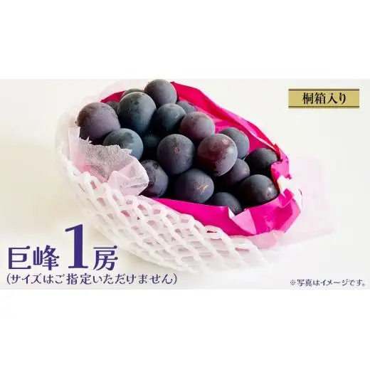 【桐箱入り】 巨峰 １房【2026年7月上旬発送開始】 (茨城県共通返礼品：大子町)