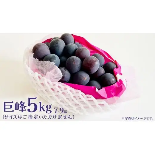 巨峰 5kg (7～9房) 【2026年7月上旬発送開始】(茨城県共通返礼品：大子町)