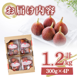 ＜先行予約受付中！2026年8月下旬～2026年10月下旬順次発送予定＞福岡県ブランドいちじく博多 とよみつひめ (計約1.2kg・300g×4P) いちじく イチジク フルーツ 果物 くだもの 福岡限定 ＜離島配送不可＞ 【ksg1750】【農産物直売所ほたるの里】
