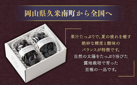 ニューピオーネ 1.2kg （2～3房） 【2026年8月下旬-9月下旬発送予定】 ／ ぶどう 葡萄 果物 果実 フルーツ 種なし 大粒 甘味 岡山県 美咲町 冷蔵