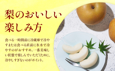 先行予約 新高梨  約5kg (6～16玉) 日本フルーツ株式会社 《9月上旬-10月上旬頃出荷》熊本県 荒尾市 新高梨 梨 果物 フルーツ スイーツ デザート ギフト ご贈答