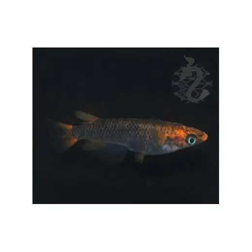 メダカ「GOD」3ペア