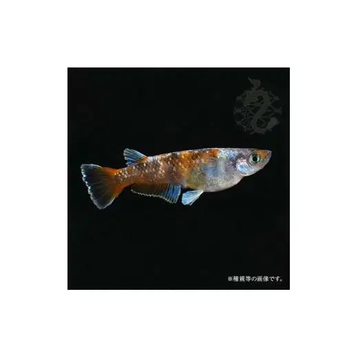 メダカ「朱光菊（Aクラス）」1ペア
