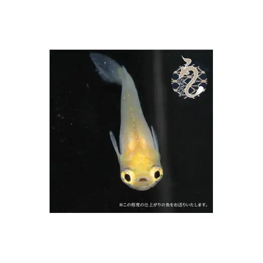 メダカ「ポニョ」3ペア